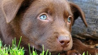 60 Seconds Of Cute Australian Kelpie Puppies!