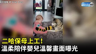 二哈保母上工！溫柔陪伴嬰兒畫面曝光　背後藏溫馨故事 @ChinaTimes