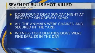 7 pit bulls shot, killed in Georgetown County, authorities say