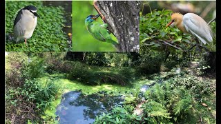 Apr 2023 大安森林公園生態池 野鳥－優雅的姿態 Daan Forest Park Ecological Pool, Wild Birds - Elegant Stance