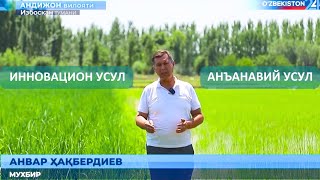 ШОЛИ, йилига икки марта ҳосил олиш