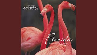 Florida Dream