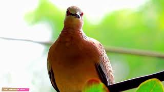 curious spotted Dove birds! beautiful Dove