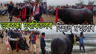 ভূৰবন্ধা দুবৰিতলৰ বিশাল ম'হবোৰৰ আজিৰ ভিডিঅ' | Rbvlogs