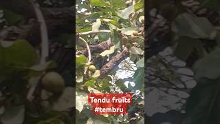 Tendu fruits #tembru