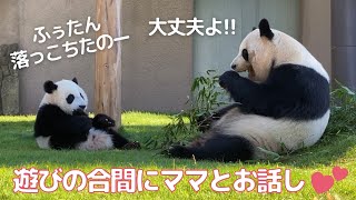 落下コント炸裂😂楓浜のひとり遊びが予想外でめちゃカワ注意⚠️パンダの親子🐼