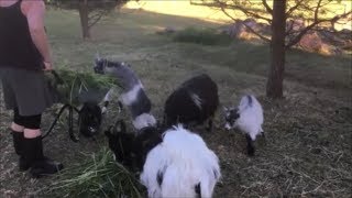 Hilfe! Notstand auf der Ziegenkoppel - Grünfutter für die Hühner, Küken und Ziegen