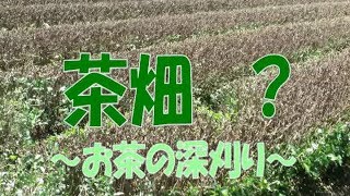 お茶の深刈り