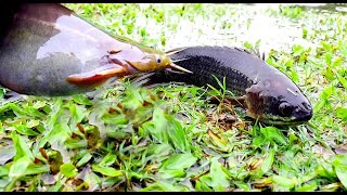 বৃষ্টি ও বিদ্যুৎ চমকানোতে কৈ মাছের উজান | Searching Koi Fish After Raining