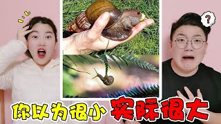 【架麼饞】你以为很小实际很大的东西？比头还大的蜗牛，看着心里就发毛