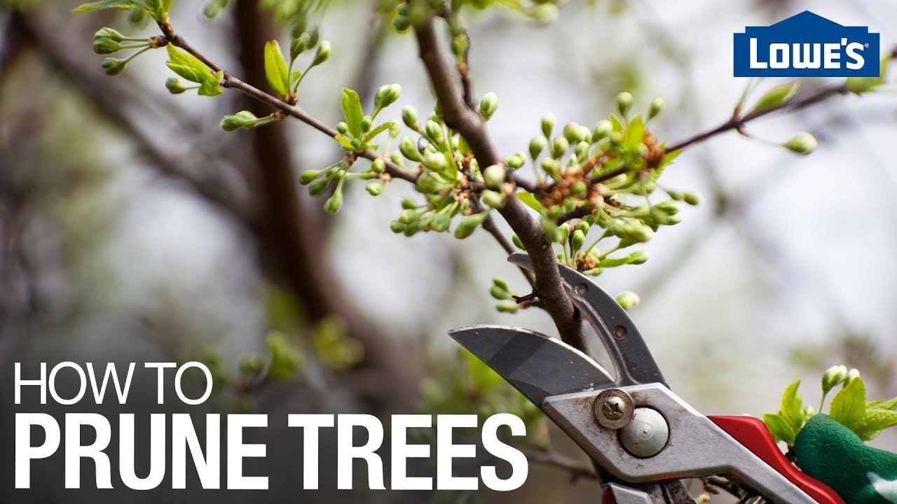 How To Prune Trees Youtube