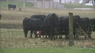 Neighbors sue Lone Jack cattle feedlot