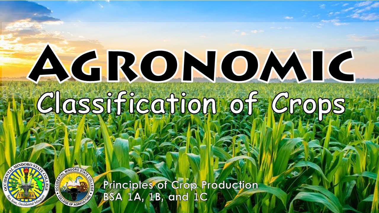 Agronomic Classification Of Crops // Lecture Discussion For BSA 1 - YouTube