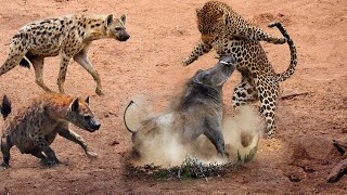 Wild Dogs Panic Leopard Animal Dead