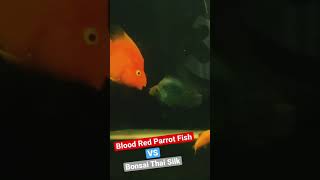 This is when they get territorial #shorts #aquariumhobby #aquarium #fish #parrotfish #aquariumfish