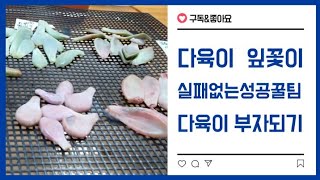 다육이 잎꽃이 100% 성공 비결,행복한 노년을 위한 취미생활 만들기