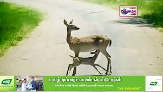 காண முடியாத அறிய காட்சி