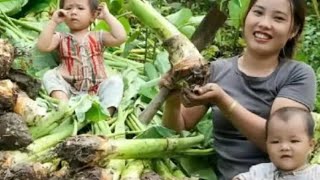 A rural elder sister harvests taro and goes to the market. A rural elder sister harvests taro and go