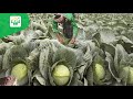 cabbage crop cultivation best practices క్యాబేజీ తోటలో ఉత్తమ యాజమాన్య పద్దతులు