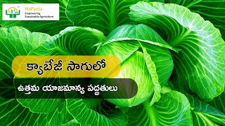 Cabbage Crop Cultivation Best Practices - క్యాబేజీ తోటలో ఉత్తమ యాజమాన్య పద్దతులు