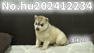 シベリアンハスキーの子犬販売 No.hu202412234 静岡県浜松市のブリーダー 2024年12月23日生 1月16日現在