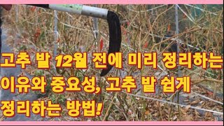 고추 밭 12월 전에 미리 정리하는 이유와 중요성, 고추 밭 쉽게 정리하는 방법(농사의신)