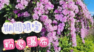 蒜香藤//期間限定粉紫色瀑布