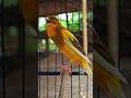 Canary bird song #beautiful canary #male canary #canary therapy #birds #kenarigacor #kicaumania