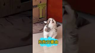 小狗會唱歌？來聽一聽狗狗交響曲 🤣Doggy Symphony#萌寵 #狗叫聲