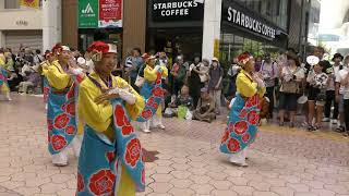 高知全国大会　備後ばらバラよさこい踊り隊の素敵な演舞