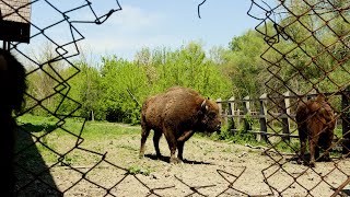 Noua generație de zimbri din Pădurea Domnească