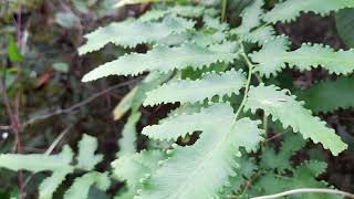 Ligodium japonicum-climbing Fern