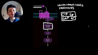 The GPCR-Adenylate Cyclase-cAMP-PKA pathway