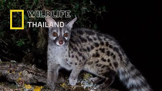 เจเนต Genet สัตว์นักล่าที่ซุ่มโจมตีบนต้นไม้ |สารคดีสัตว์ WILDLIFE