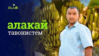 Чӣ тавр дар Тоҷикистон банан, папайя ва ананас парвариш мекунанд