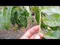 Fase de Preparación para la Defoliación del cultivo de Durazno