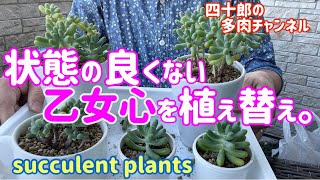 【多肉植物】【ガーデニング】🪴状態の良くない乙女心を植え替え。