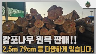 [특별 이벤트] 캄포나무 원목판매!!! /  원하시면 제재, 건조 해드립니다. - 문의 전화 032-819-1113 -대양목재 목재소