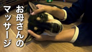 柴犬　まめ蔵日記　「お母さんのマッサージ」Shiba Inu Mamezo Diary \