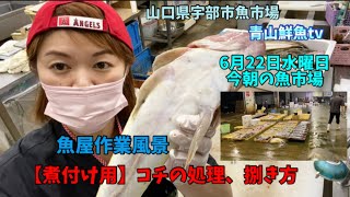 【時化】【煮付け用コチの捌き方】【瀬つきアジ】【魚屋作業風景】今朝の魚市場6月22日水曜日の水揚げ状況