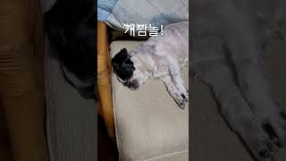 개깜놀#강아지#선정이딸이에요