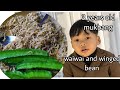 waiwai and winged beans mukbang #youngest #nagafood #nagaland