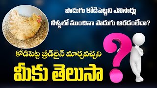 పొదుగు పెట్టని ఎన్నిమార్లు నీళ్ళల్లో ముంచిన పొదుగు ఆడడంలేదా?