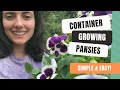 Growing Beautiful Pansies In Garden Containers