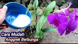 Cara Merawat Anggrek Agar Cepat Berbunga