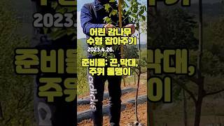 3년차 대봉감나무 수형잡아주기 #shorts