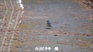 ルリビタキ　Red-flanked Bluetail　Tarsiger cyanurus