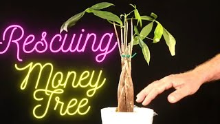 Money Tree Pachira Aquatica or Malabar Chestnut Rescuing a Big Box Store Money Tree.