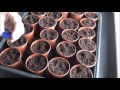 Planting Broad Beans - Allotment Grow How