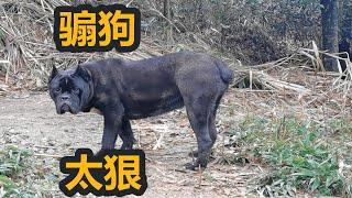 农村骟猪的土法用到猛犬身上效果意外，长的飞快性格变怂